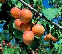 Prunus armeniaca Wilson Delicious — photo 2