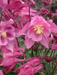 Aquilegia 'Biedermeier' — photo 2