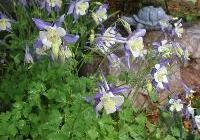 Aquilegia 'Blue Star' — photo 2