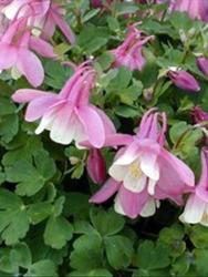 Aquilegia Cameo Pink & White — photo 2