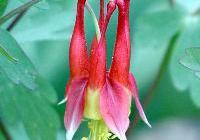 Aquilegia canadensis — photo 2