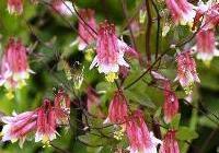 Aquilegia canadensis — photo 3