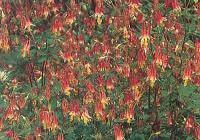 Aquilegia canadensis — photo 4
