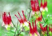 Aquilegia canadensis 'Little Lanterns' — photo 2