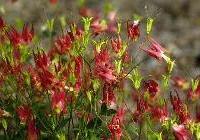 Aquilegia canadensis 'Little Lanterns' — photo 3