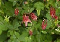 Aquilegia canadensis 'Little Lanterns' — photo 4