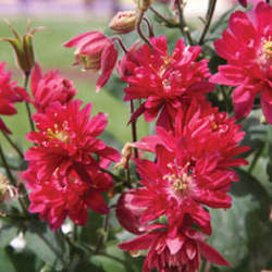 Aquilegia Clementine Red — photo 2