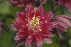 Aquilegia Clementine Red — photo 3