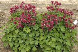 Aquilegia Clementine Red — photo 4