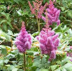 Astilbe Chinensis 'Visions' — photo 1