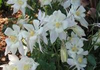 Aquilegia Dove — photo 2