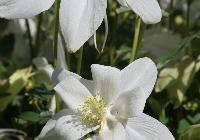 Aquilegia Dove — photo 4