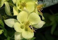 Aquilegia Goldfinch — photo 3