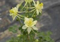 Aquilegia Goldfinch — photo 4