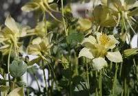 Aquilegia Goldfinch — photo 5