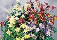 Aquilegia Music Mix — photo 2