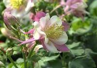 Aquilegia Robin — photo 1