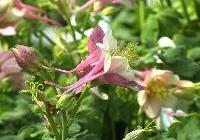 Aquilegia Robin — photo 2