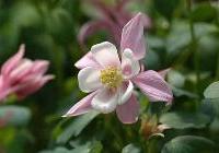Aquilegia Robin — photo 3