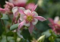 Aquilegia Robin — photo 4