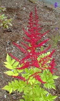Astilbe japonica 'Red Sentinel' — photo 1