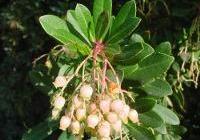 Arbutus unedo — photo 2