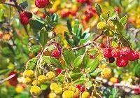 Arbutus unedo — photo 3