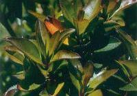 Arbutus unedo — photo 4