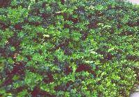 Arctostaphylos uva ursi 'Massachusetts' — photo 2