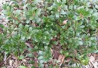 Arctostaphylos uva ursi 'Massachusetts' — photo 3