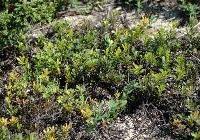 Arctostaphylos uva ursi 'Vancouver Jade' — photo 2