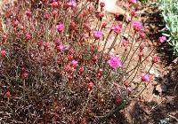 Armeria maritima 'Rubrifolia' — photo 2