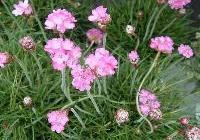 Armeria maritima 'Splendens' — photo 2