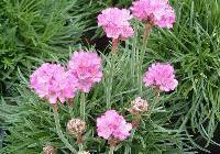Armeria maritima 'Splendens' — photo 3