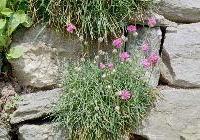 Armeria maritima 'Splendens' — photo 4