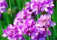 Armeria maritima 'Splendens' — photo 5