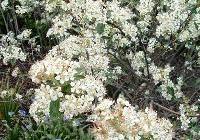 Aronia arbutifolia 'Brilliantissima' — photo 2