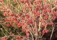 Aronia arbutifolia 'Brilliantissima' — photo 3