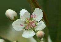 Aronia arbutifolia 'Brilliantissima' — photo 4
