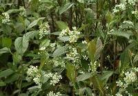 Aronia arbutifolia 'Brilliantissima' — photo 5