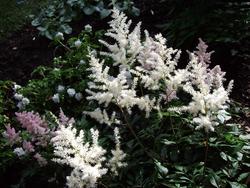 Astilbe simplicifolia 'Hennie Graafland' — photo 1