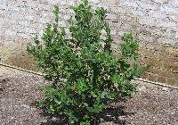 Aronia melanocarpa 'Autumn Magic' — photo 2