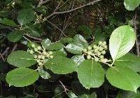 Aronia melanocarpa 'Viking' — photo 2