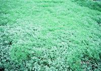 Artemisia schmidtiana 'Silver Mound' — photo 2