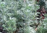 Artemisia schmidtiana 'Silver Mound' — photo 3