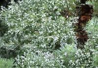 Artemisia schmidtiana 'Silver Mound' — photo 4