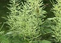 Aruncus dioicus — photo 2