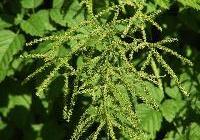 Aruncus dioicus — photo 3