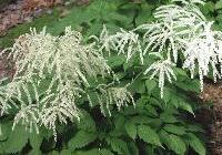 Aruncus dioicus — photo 4