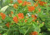 Asclepias tuberosa 'Gay Butterflies' — photo 1